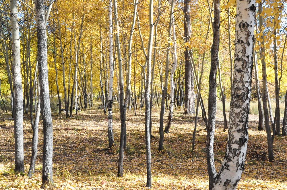 Photograph by Александра Пухкалова