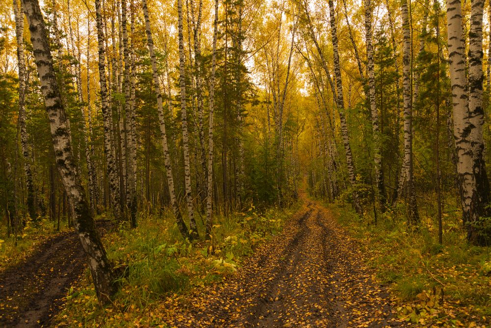 Золотая дорога.