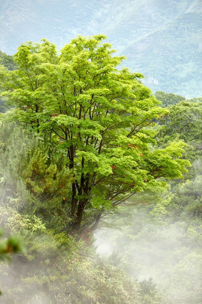У речки Кипящая на склоне вулкана Баранского, о. Итуруп