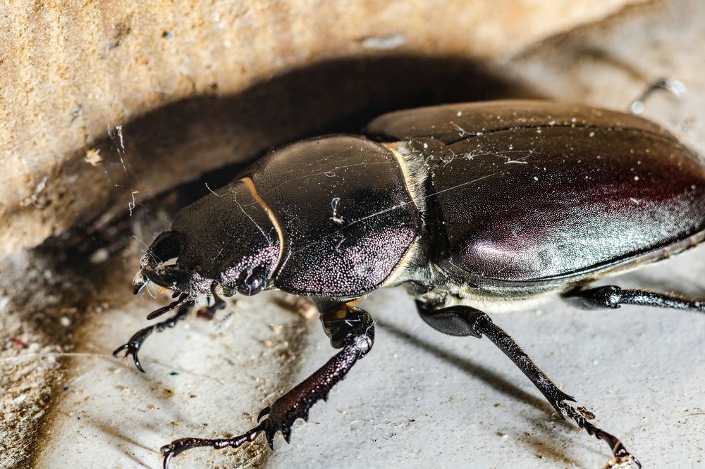 Photograph by Алексей Чеботарев