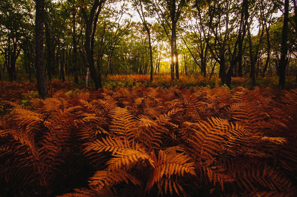 Photograph by Романенко Денис