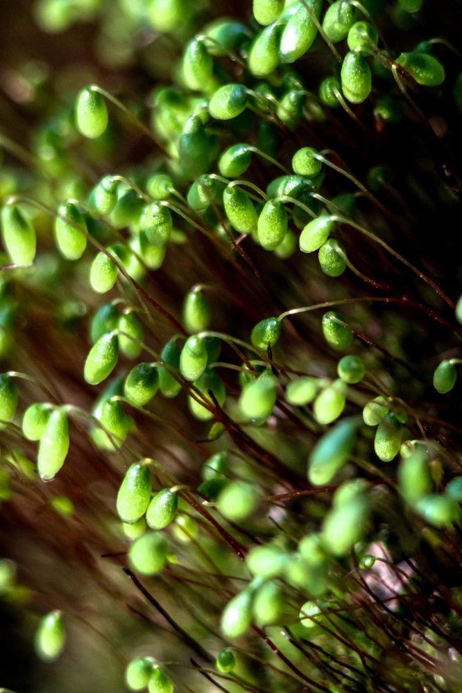 Photograph by hobbit