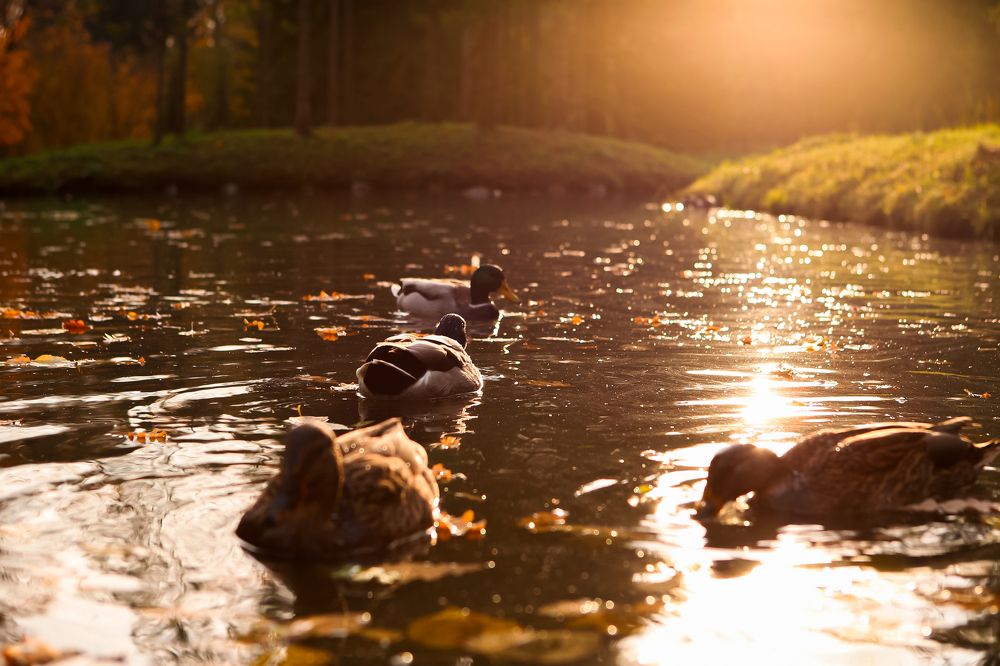 Photograph by Юлия Степанская