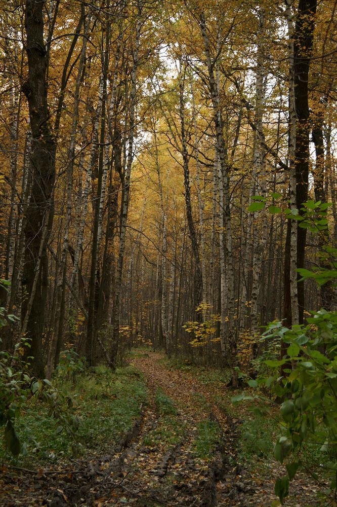 Фотография автора Надежда Лисицына