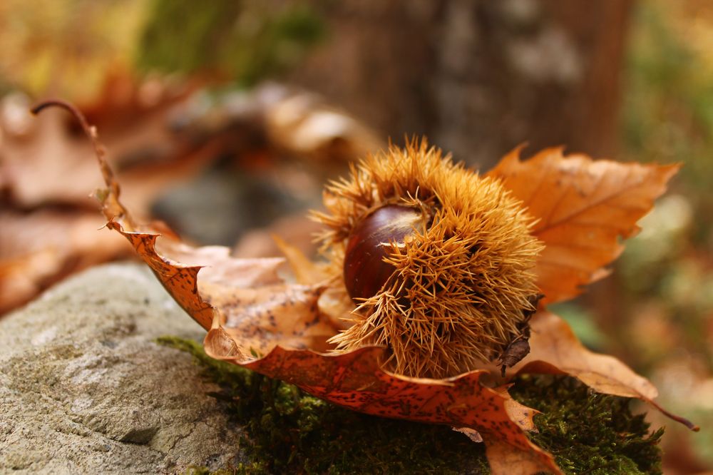 Chestnut autumn