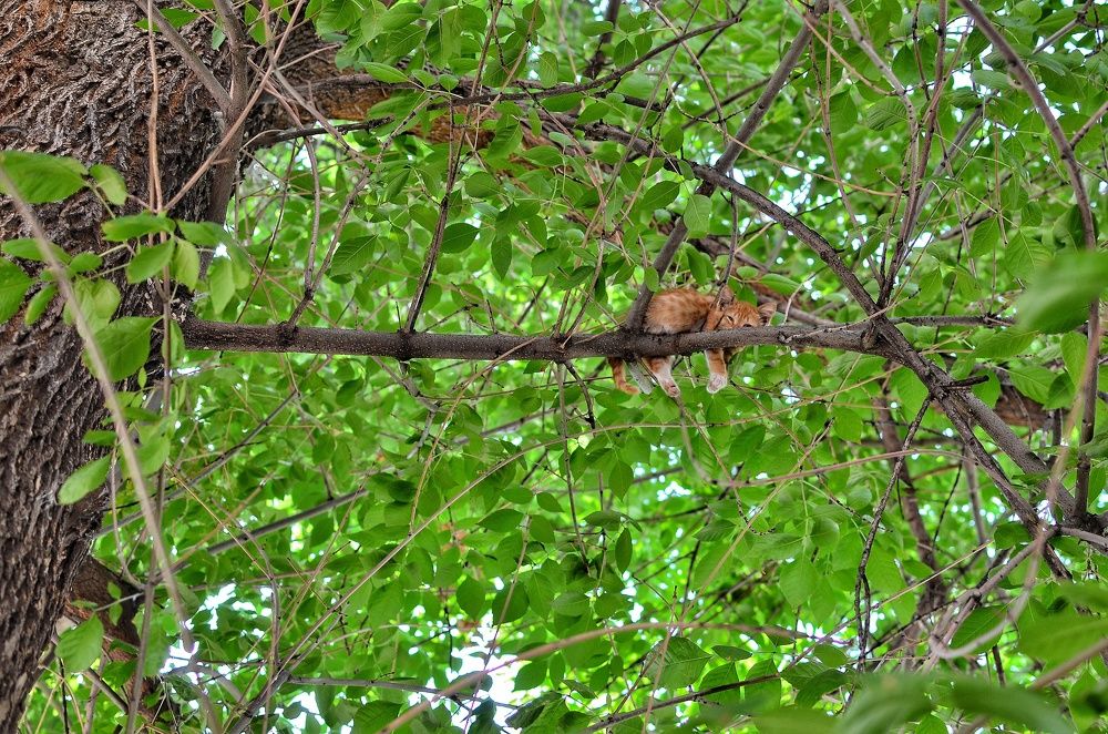 Сиеста микролеопарда