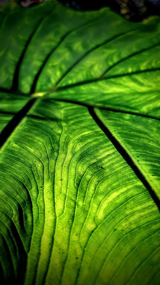 Фотография автора Ganesh Varma