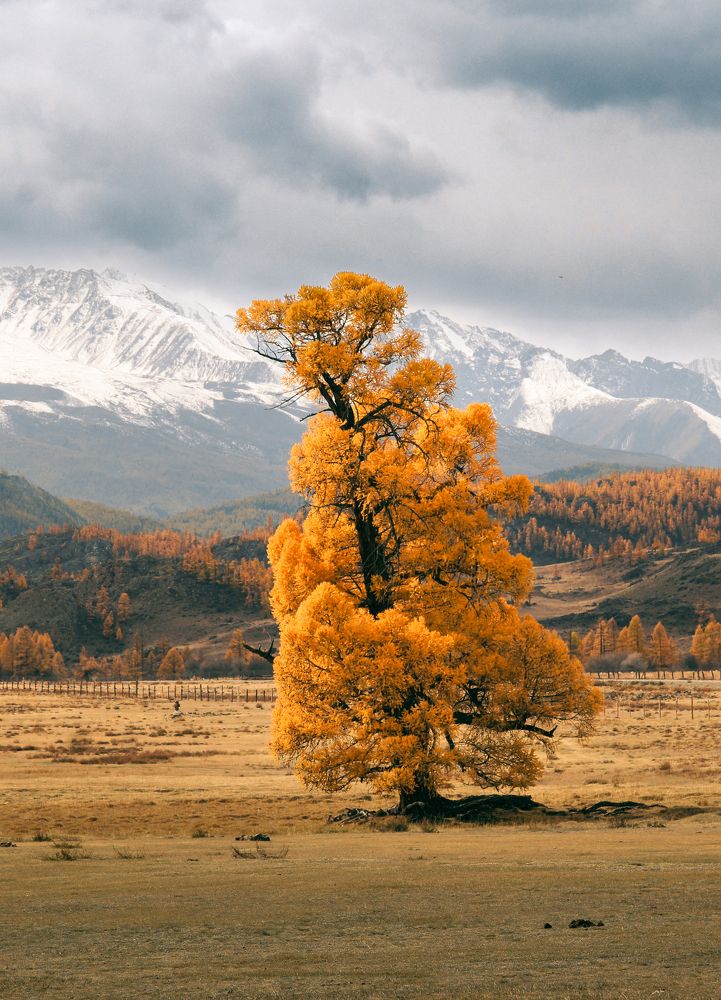 Осенний страж