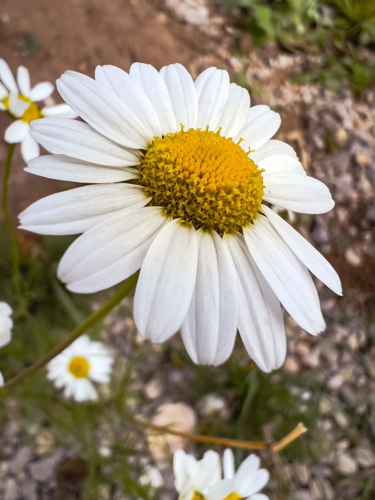 Photograph by Alice Vikernes