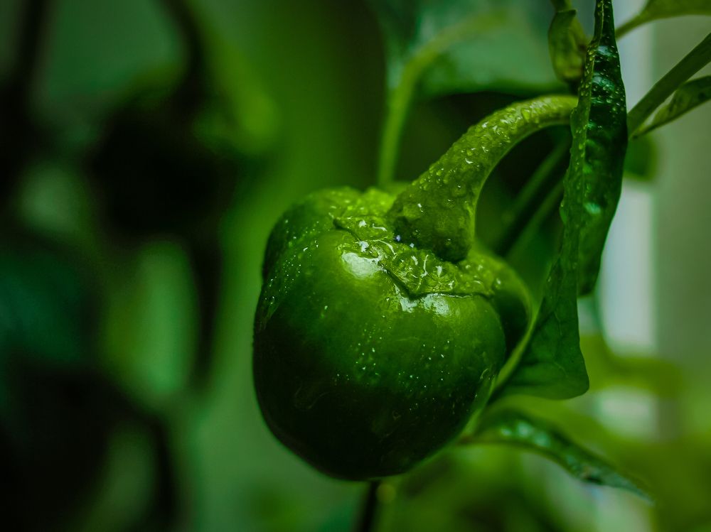 Photograph by Wrapper