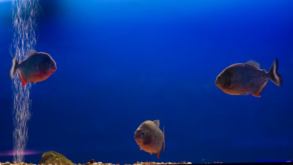 Photograph by Дмитрий