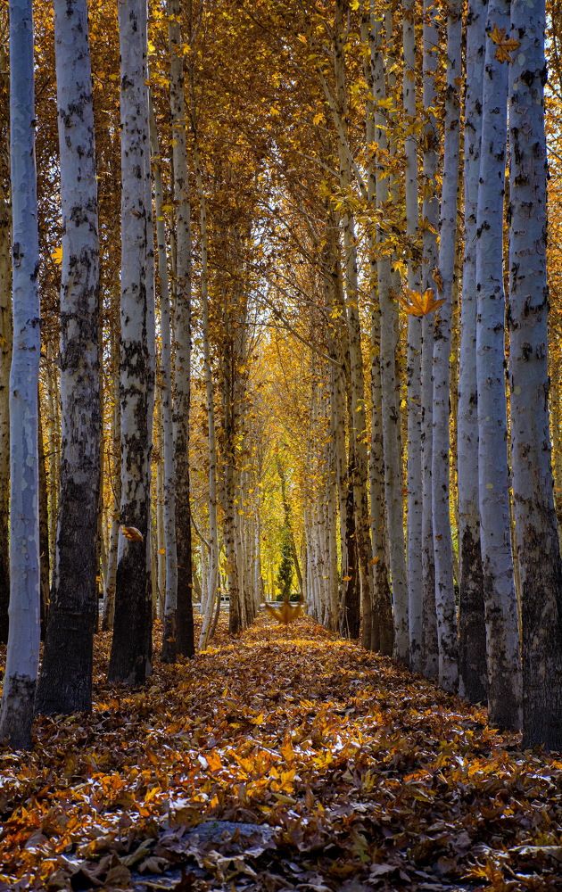 Photograph by mehdi shirvani