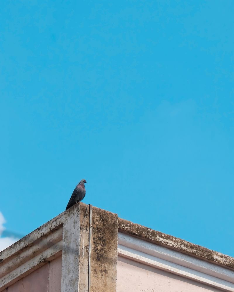 Фотография автора Subham Durgey