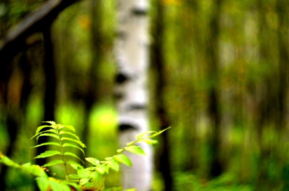 Photograph by dmitrii