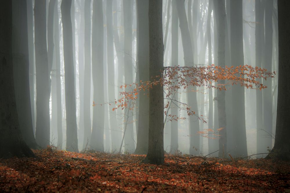Beech in the mist