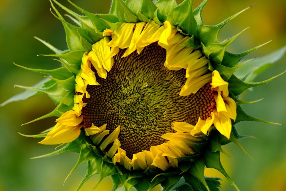 Photograph by Елена Масленникова