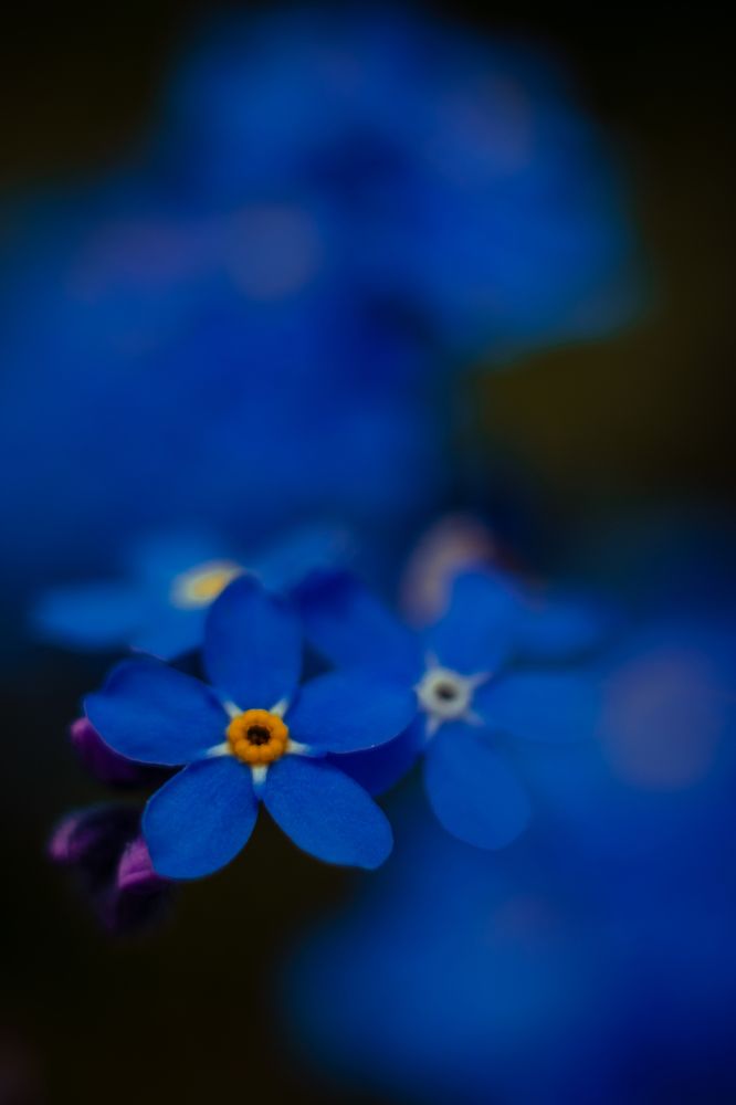 Photograph by Irina Chekanov