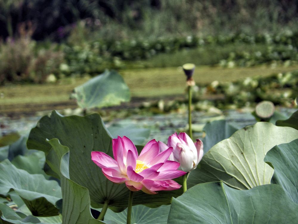 Photograph by Лев Левинсон