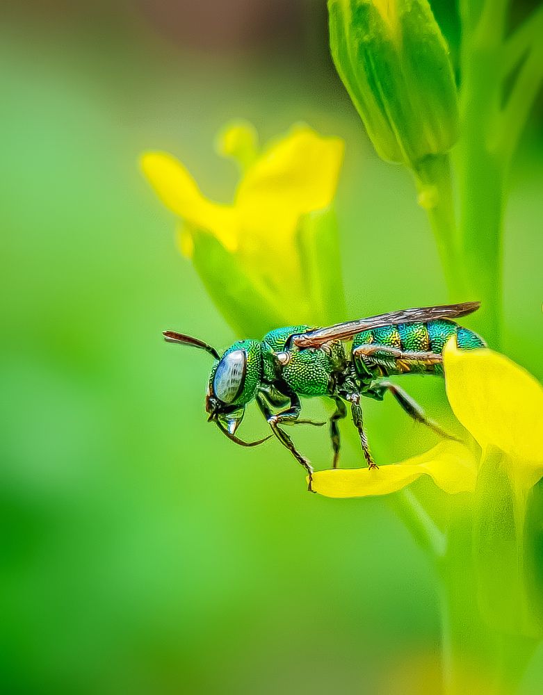 Photograph by Shubhadip Das
