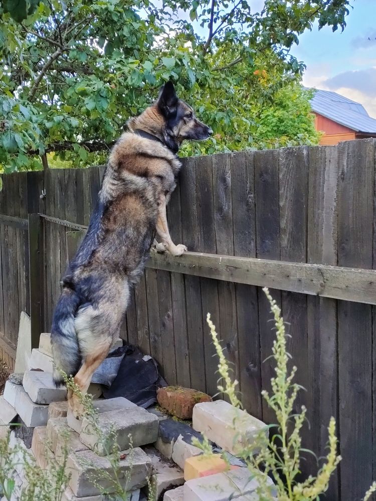 Фотография автора Светлана Смирнова