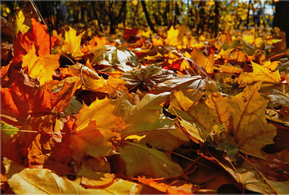 Photograph by Aleksandr Larionov