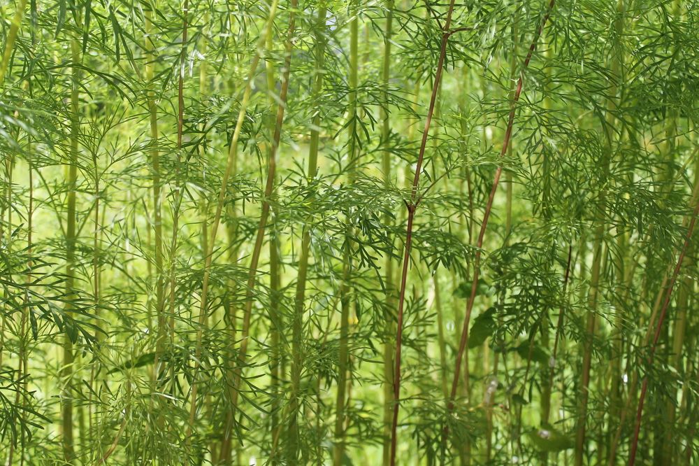 Photograph by Наталья Жигарева