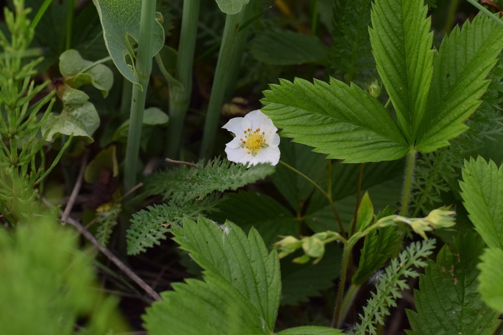 Photograph by Валентина Назина