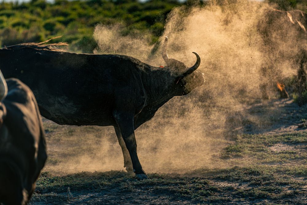 Photograph by Grégory Lissens