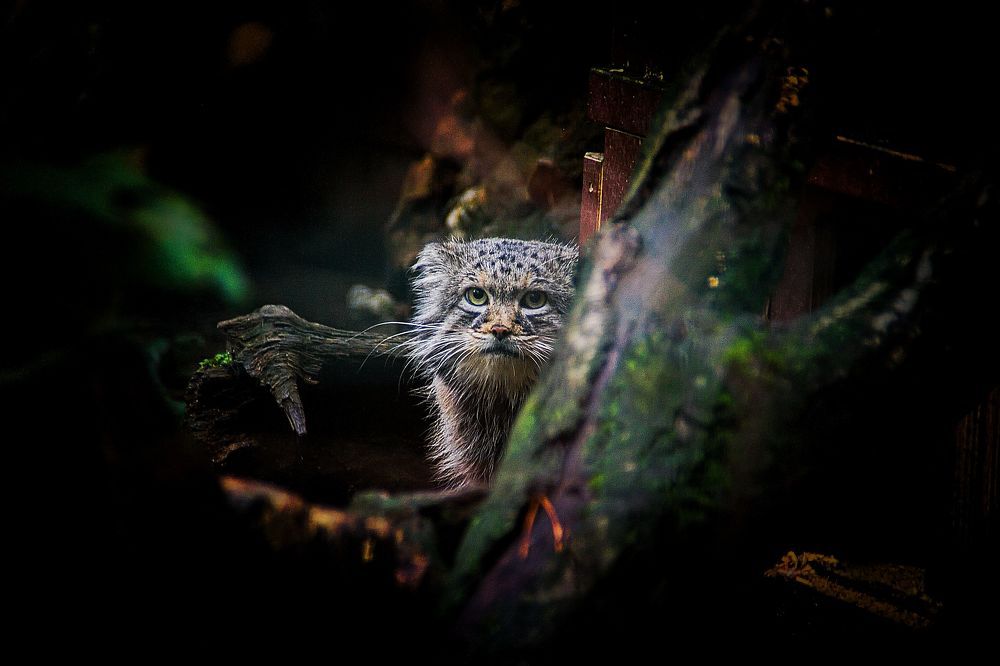 Photograph by Jaroslav Hanzalík