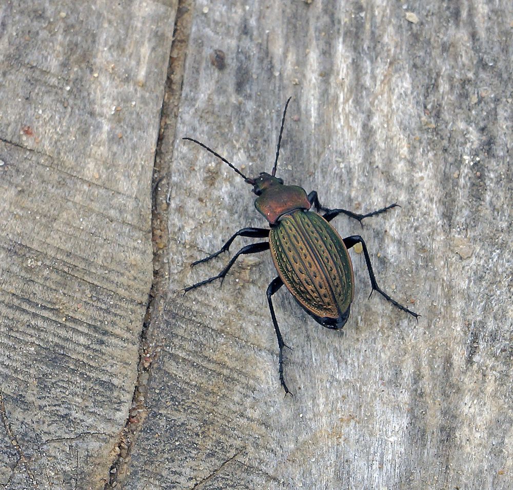 Photograph by Анатолий Максимов