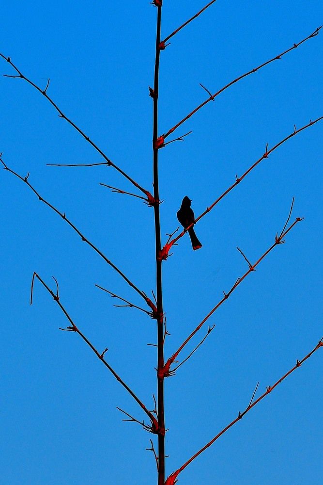 Photograph by Vijay Singh Chandel