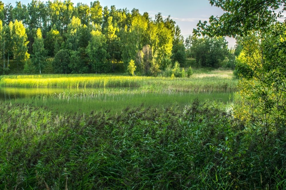 Заболоченное озеро