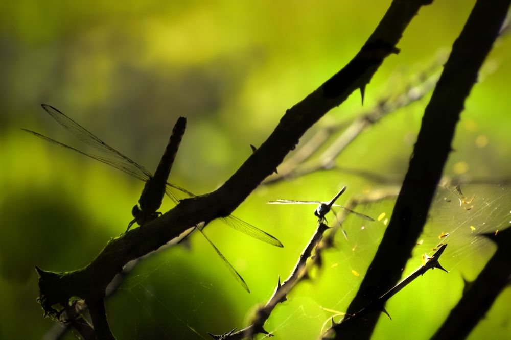 Photograph by Ashish Kalsarpe