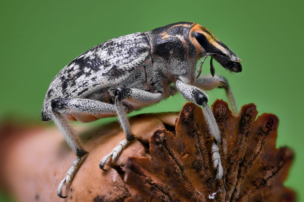 Photograph by Soheil Shahbazi