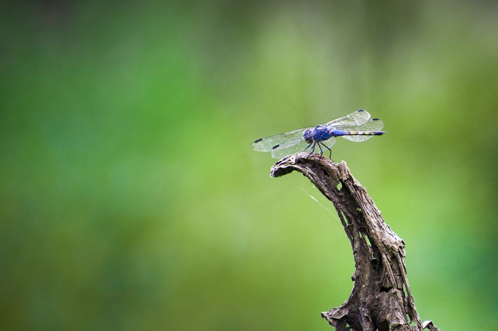 Photograph by Ashish Kalsarpe