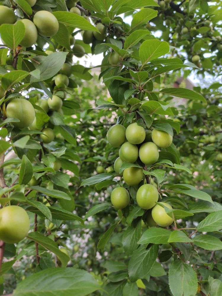 Photograph by Сидорова Ирина