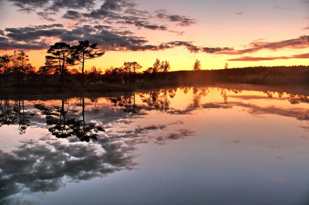 Forest lake / Kemeri