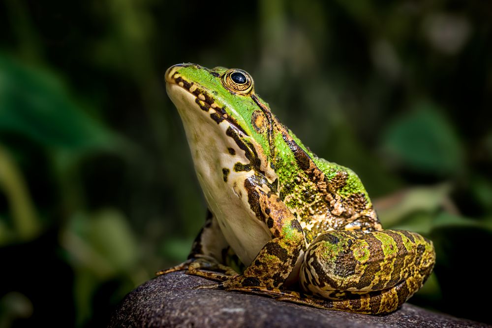 Photograph by Abbas Kalantar