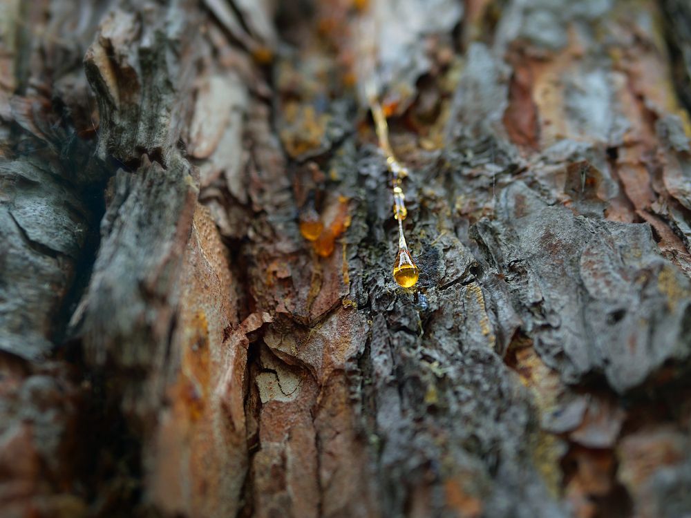 Photograph by Серафима Силина