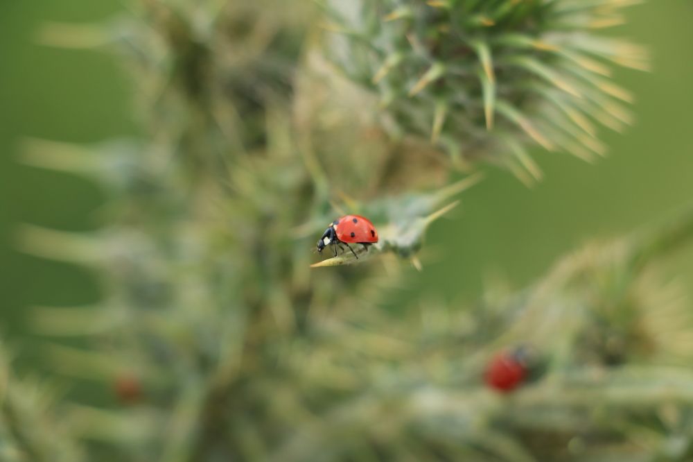Photograph by Cengiz Yalcin