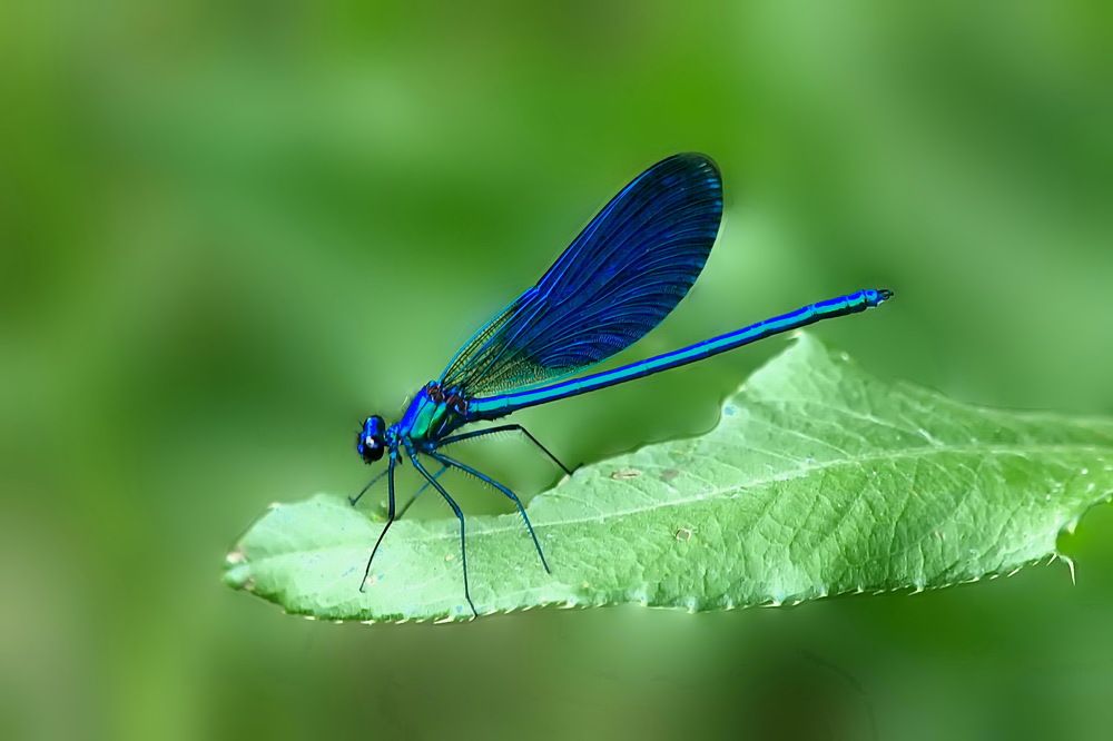 Фотография автора Игорь Чеботарёв