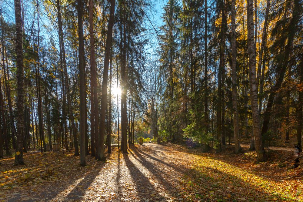 Осеннее утро