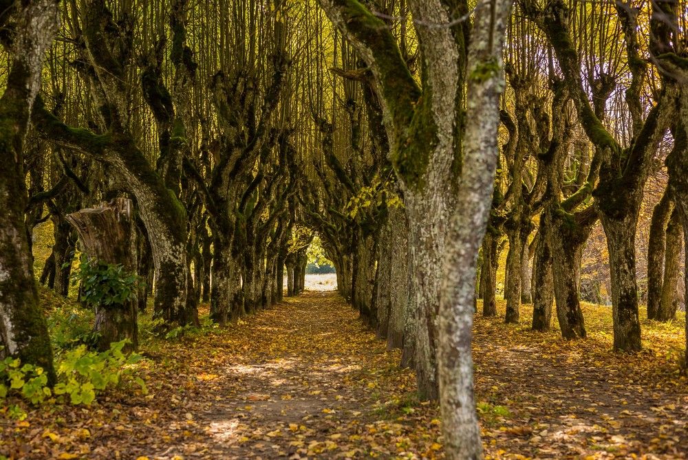 Photograph by GAĻINA GRIŠKOVA