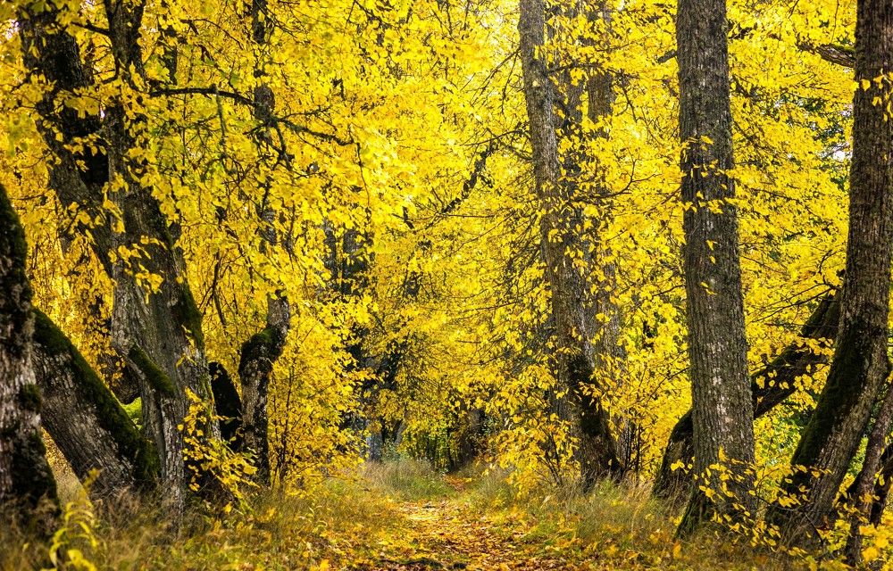 Photograph by GAĻINA GRIŠKOVA