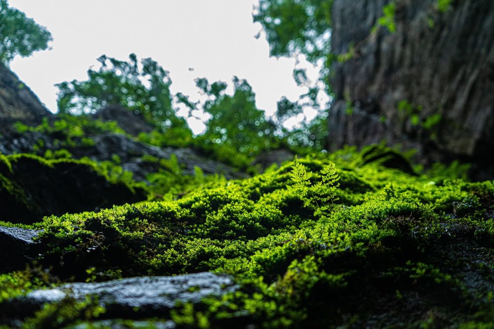 Photograph by Светлана Городилова