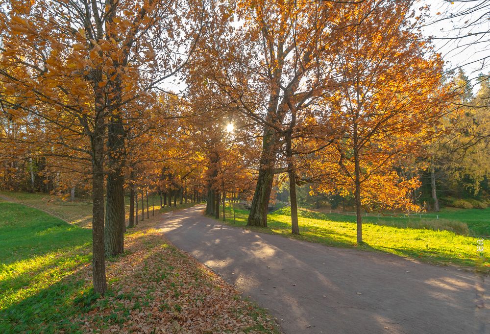 Сквозь желтую листву...