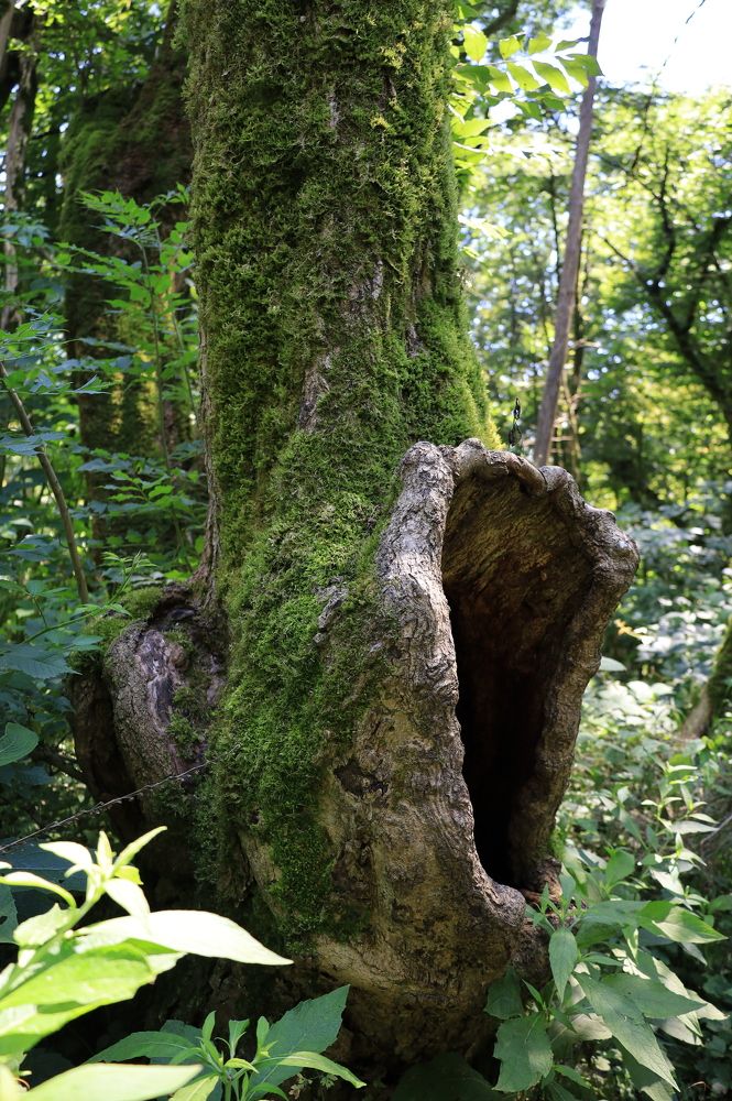 Photograph by Ольга Шоляк