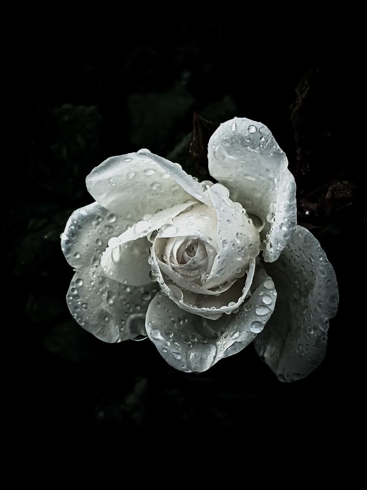 Photograph by Дарья Макаревич