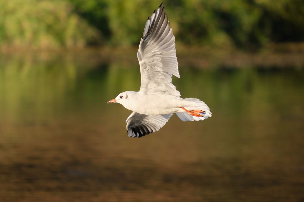 Photograph by Александр Серняк