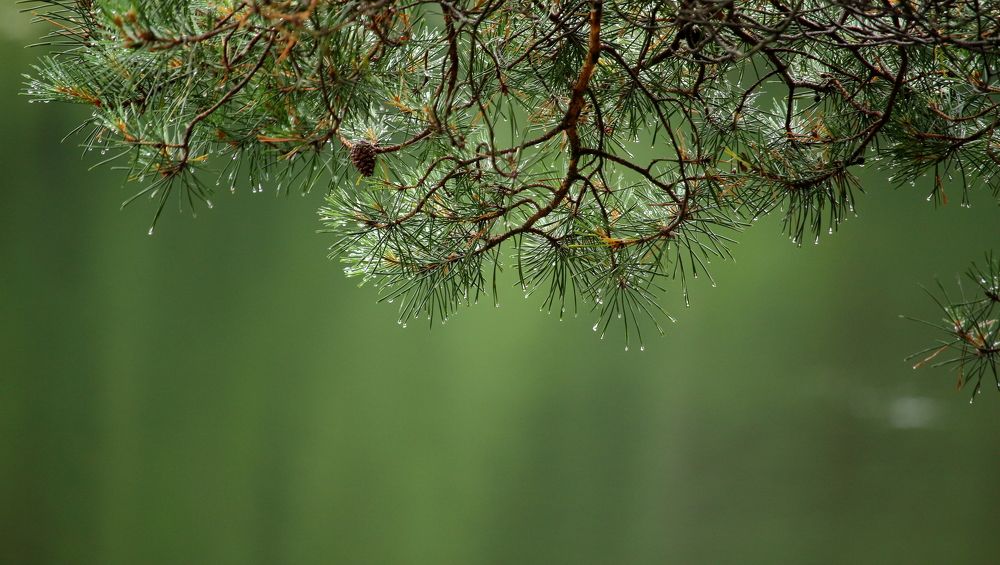 Photograph by Юлия Куликова